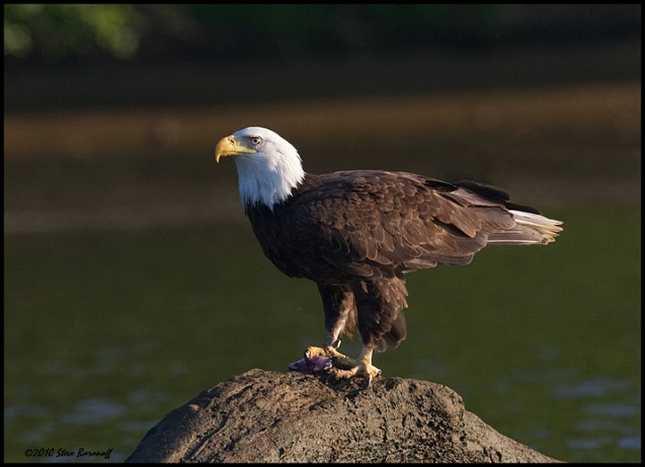 _0SB0463 american bald eagle.jpg